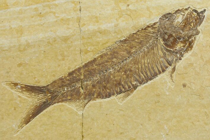 Bargain, Fossil Fish (Knightia) - Green River Formation #183169